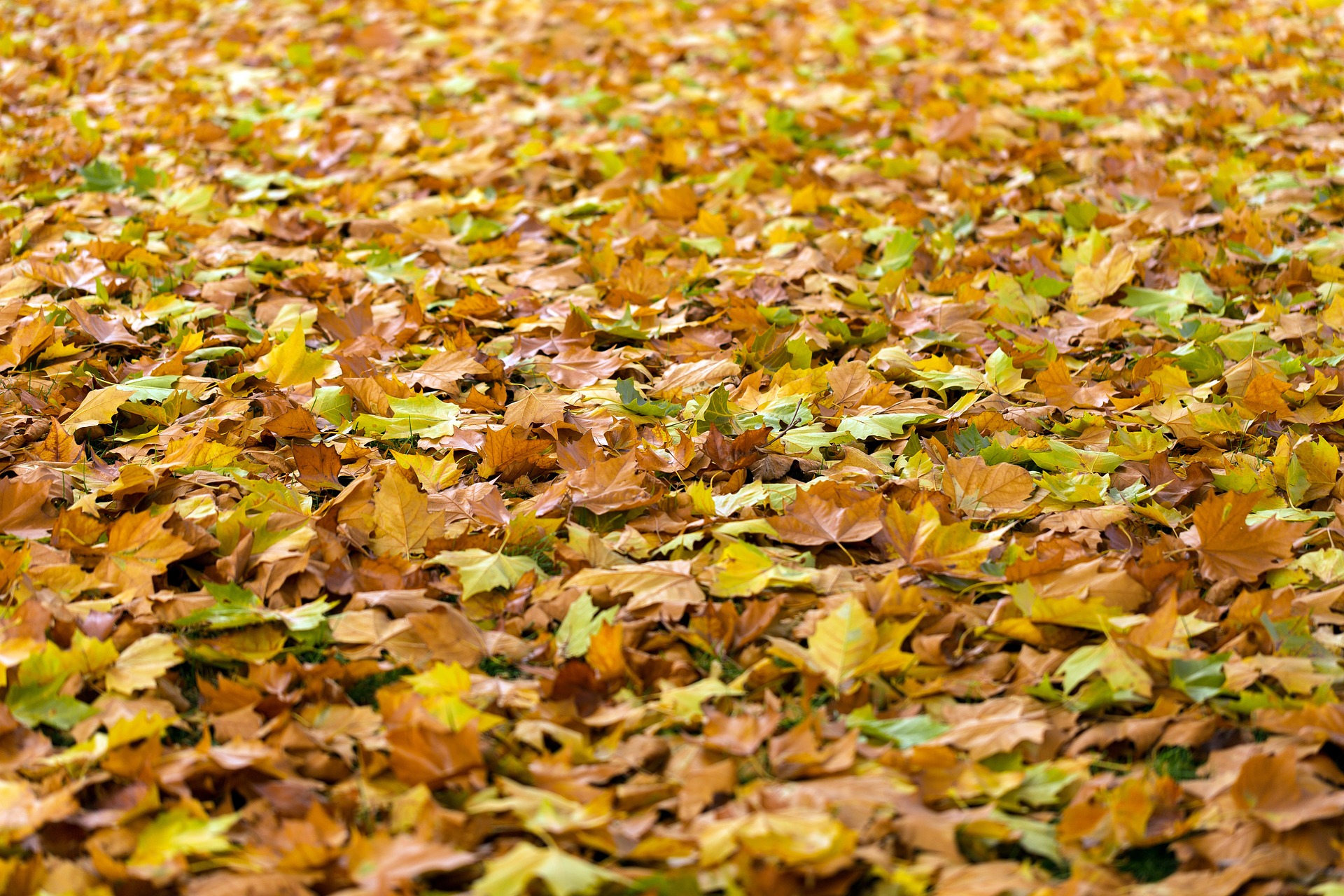 Mille feuilles d’automne