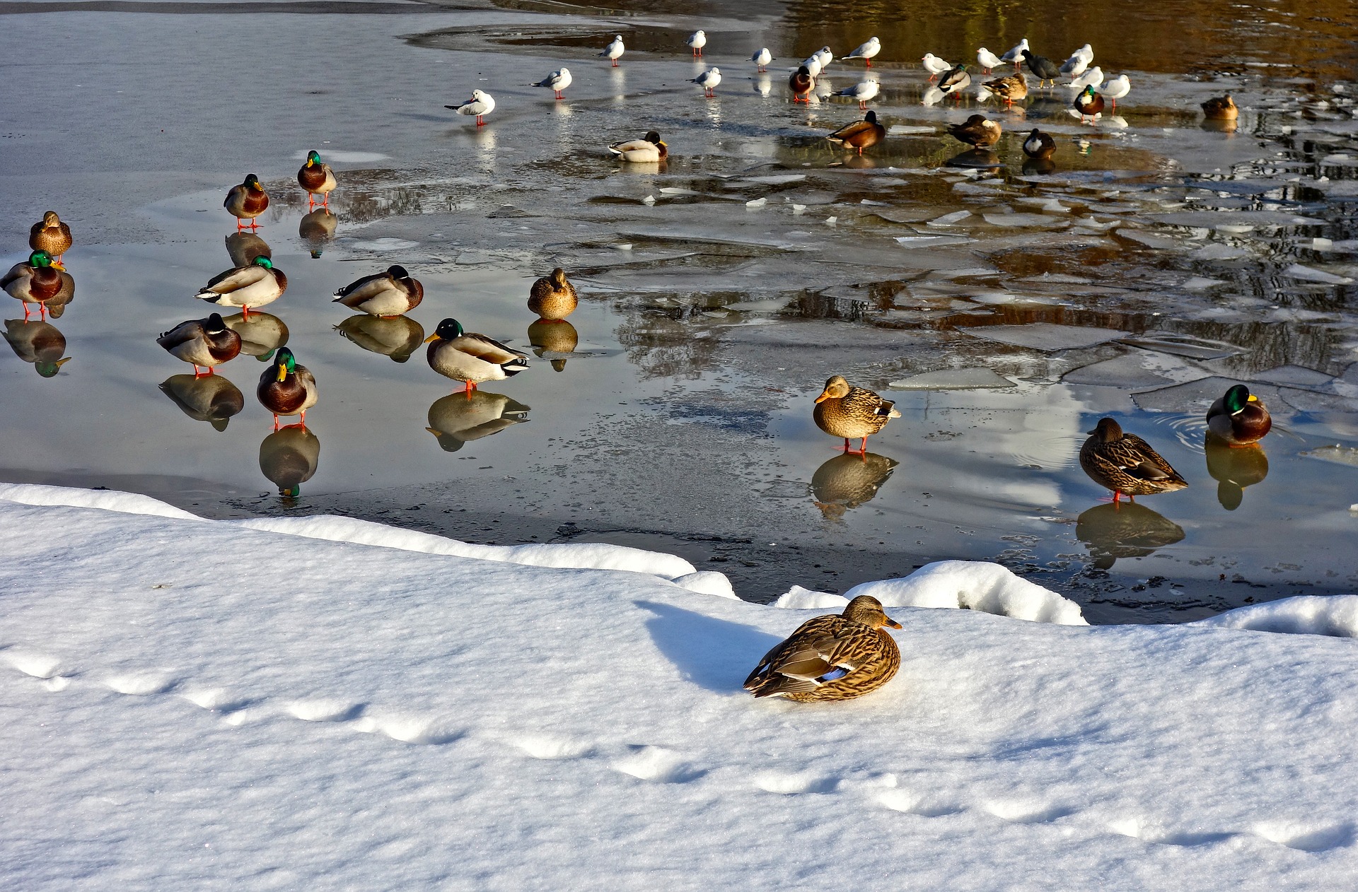 Les oiseaux d’eau