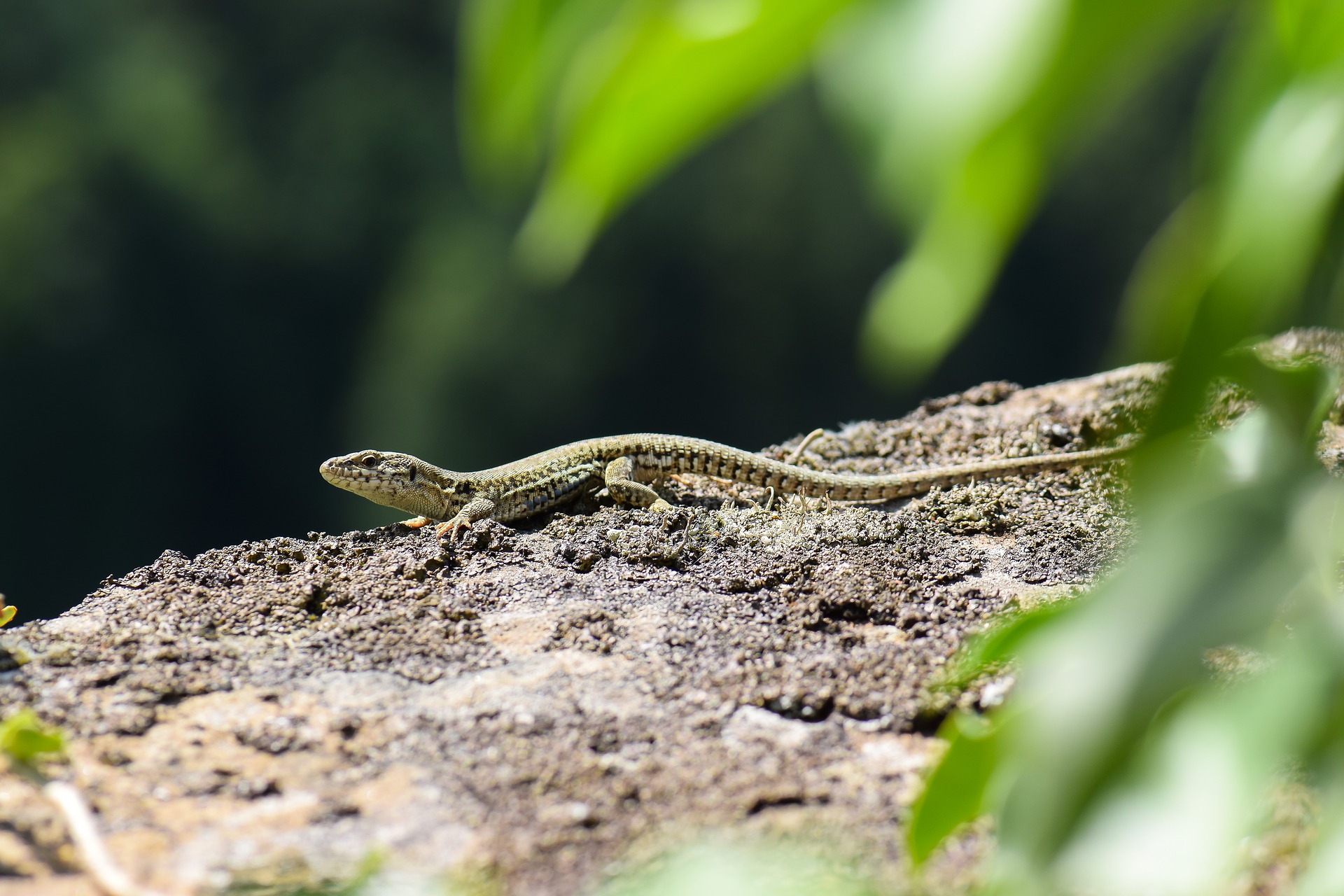 Un hasard, ce lézard !