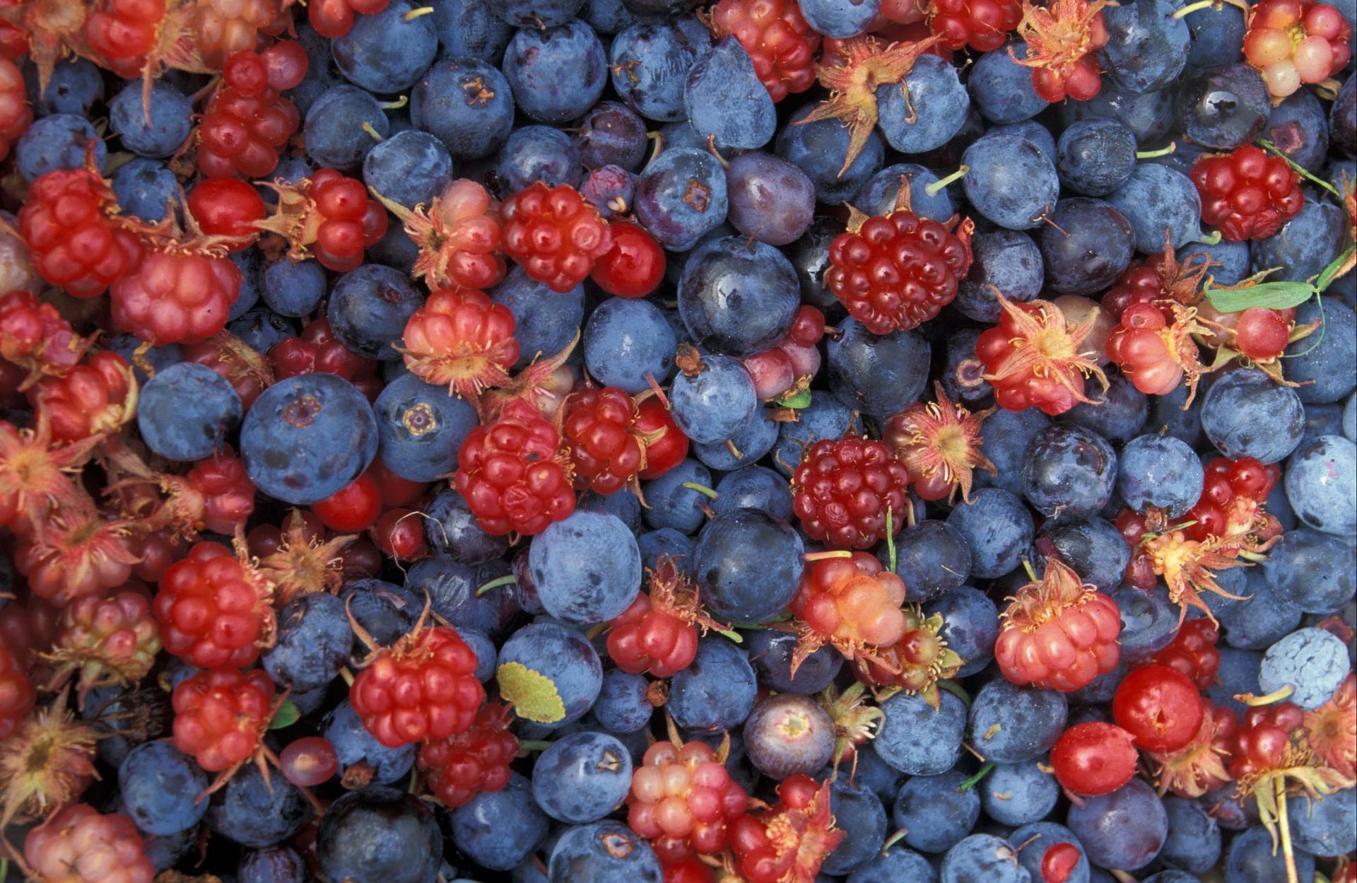 Baies et fruits d’automne