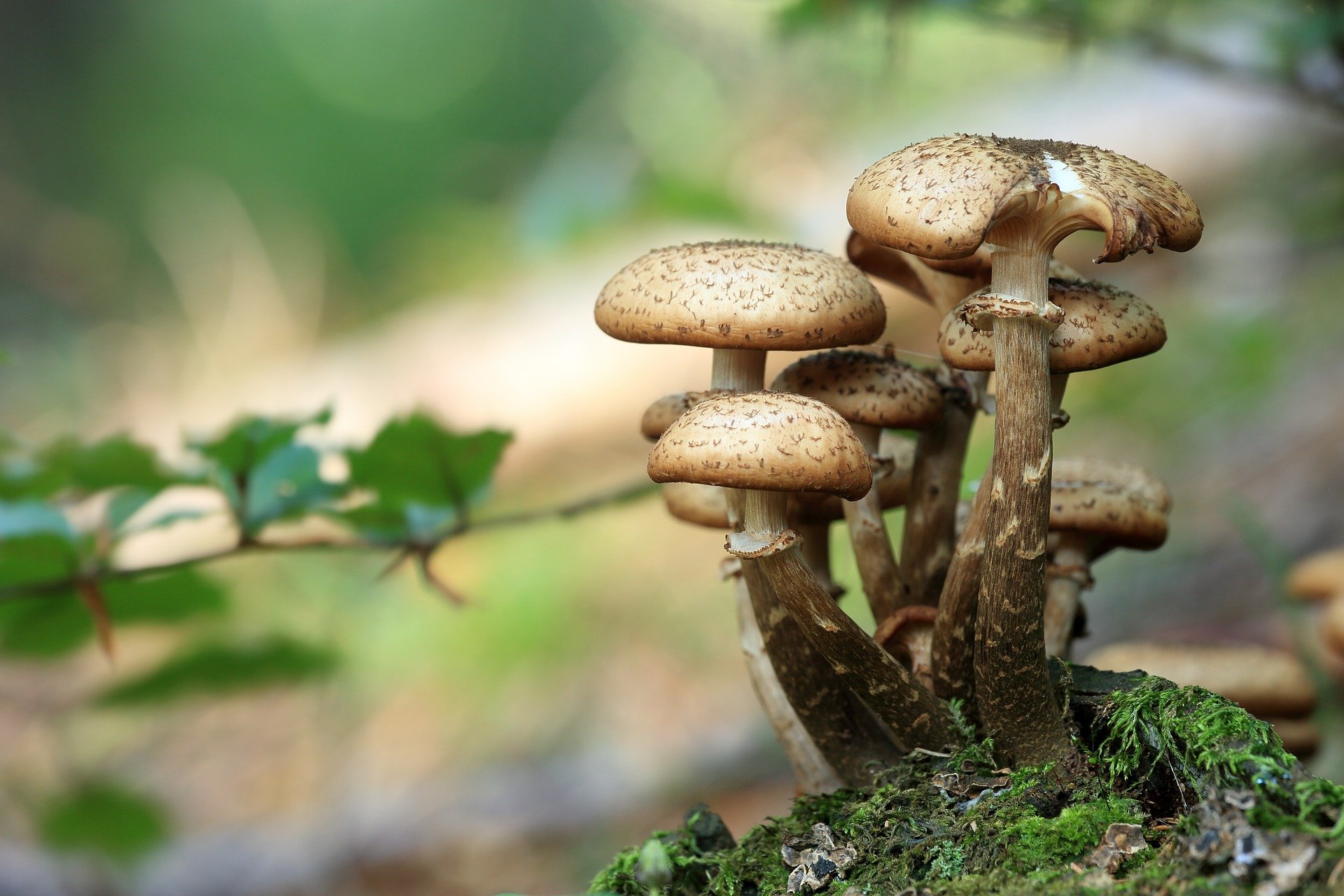 Champignon, c’est du spore !
