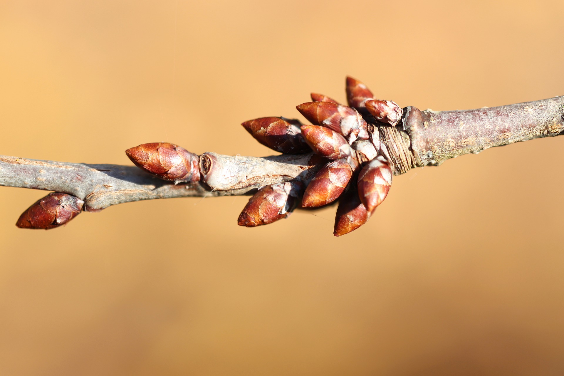 Histoire de bourgeons
