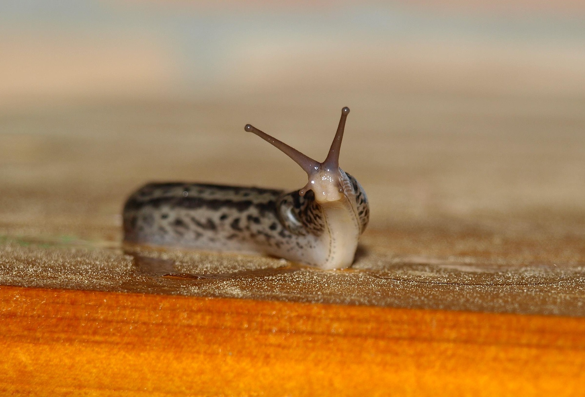 Limax maximus, le plus lent des léopards !