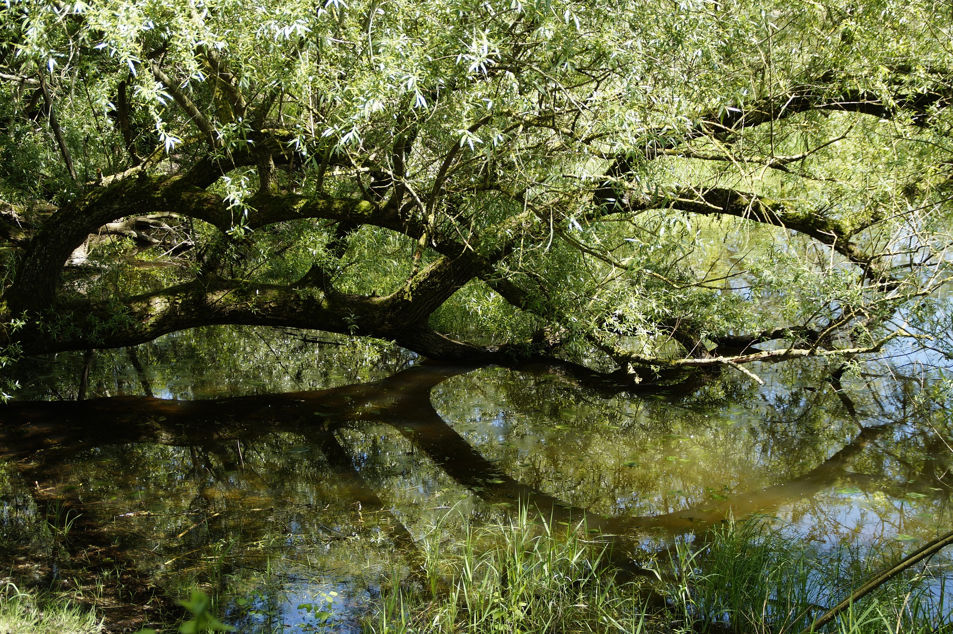 Salix, mon beau Salix