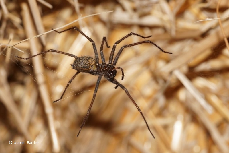 Soyeuse Tégénaire