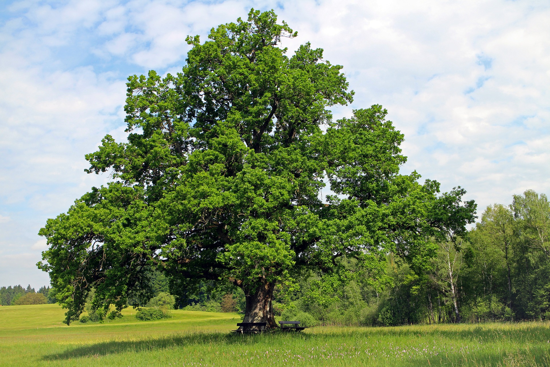 Le roi des arbres
