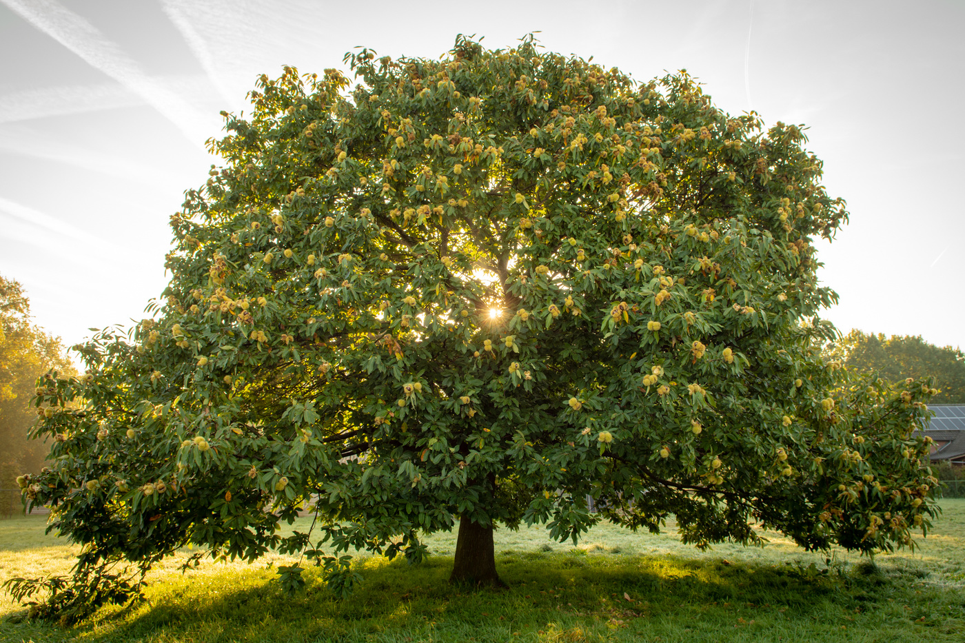 Châtaignier, l’arbre à hérissons
