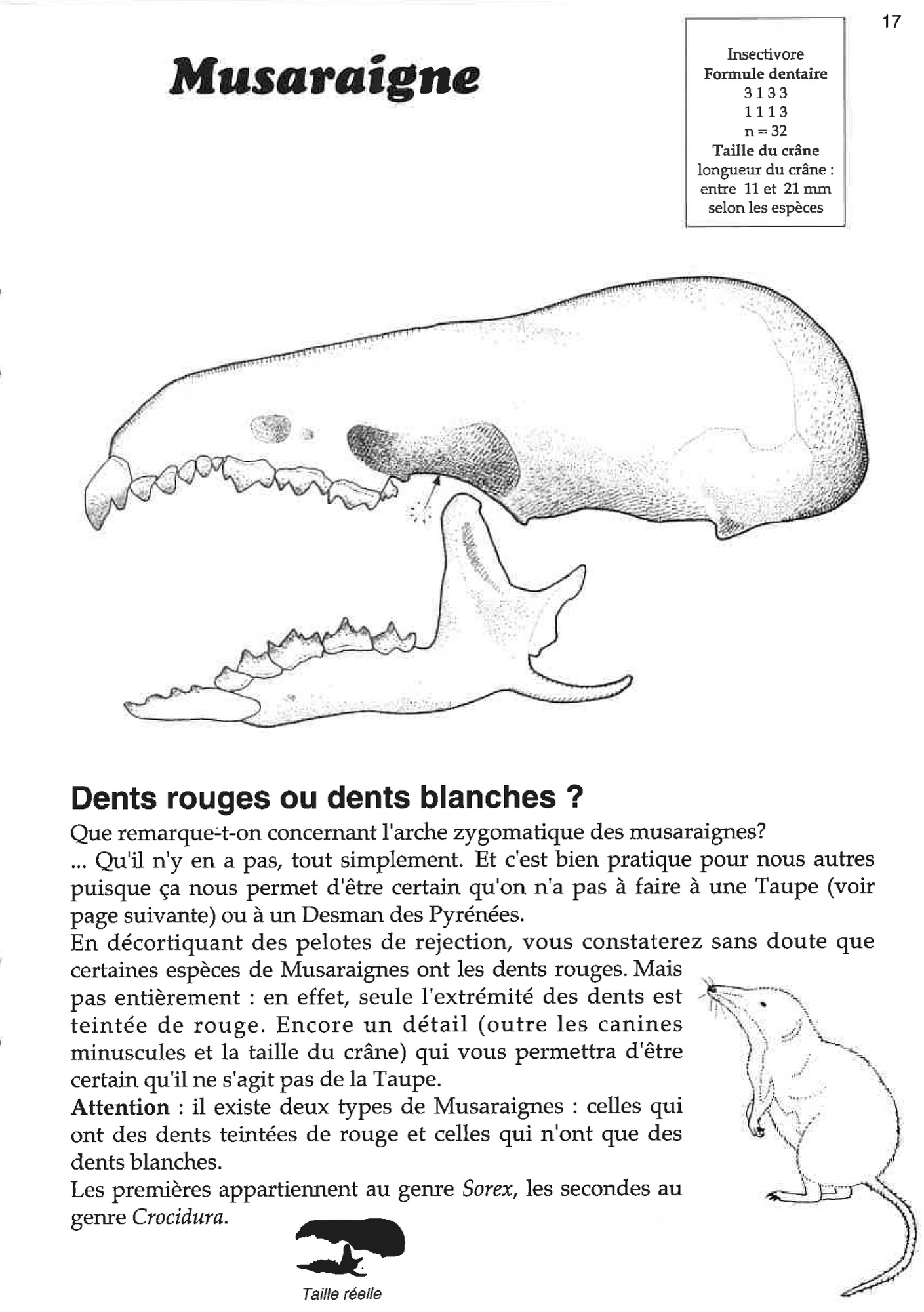 CT5 - guide des crânes de mammifères (2)