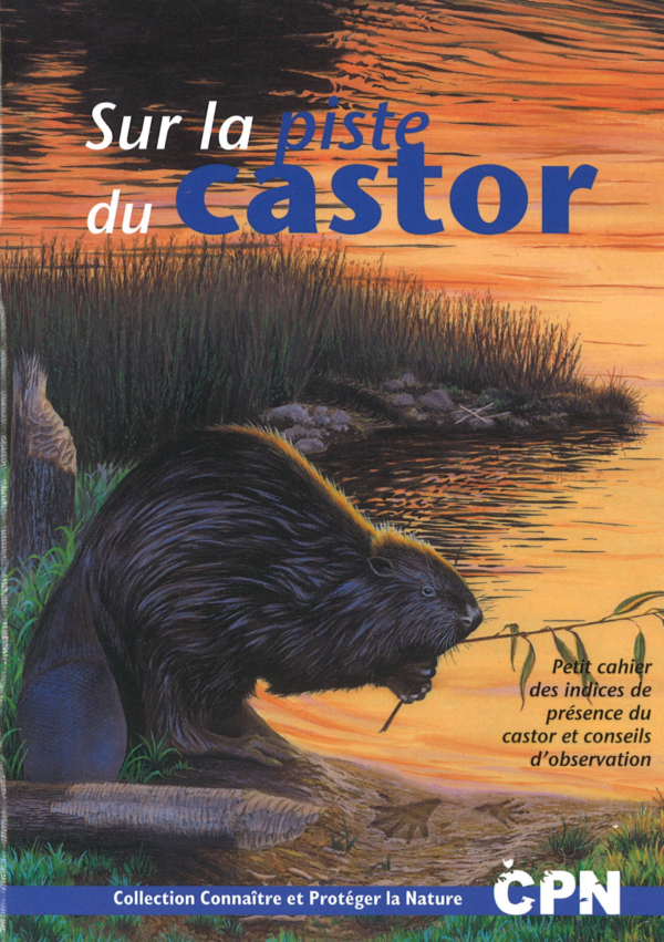Sur la piste du castor