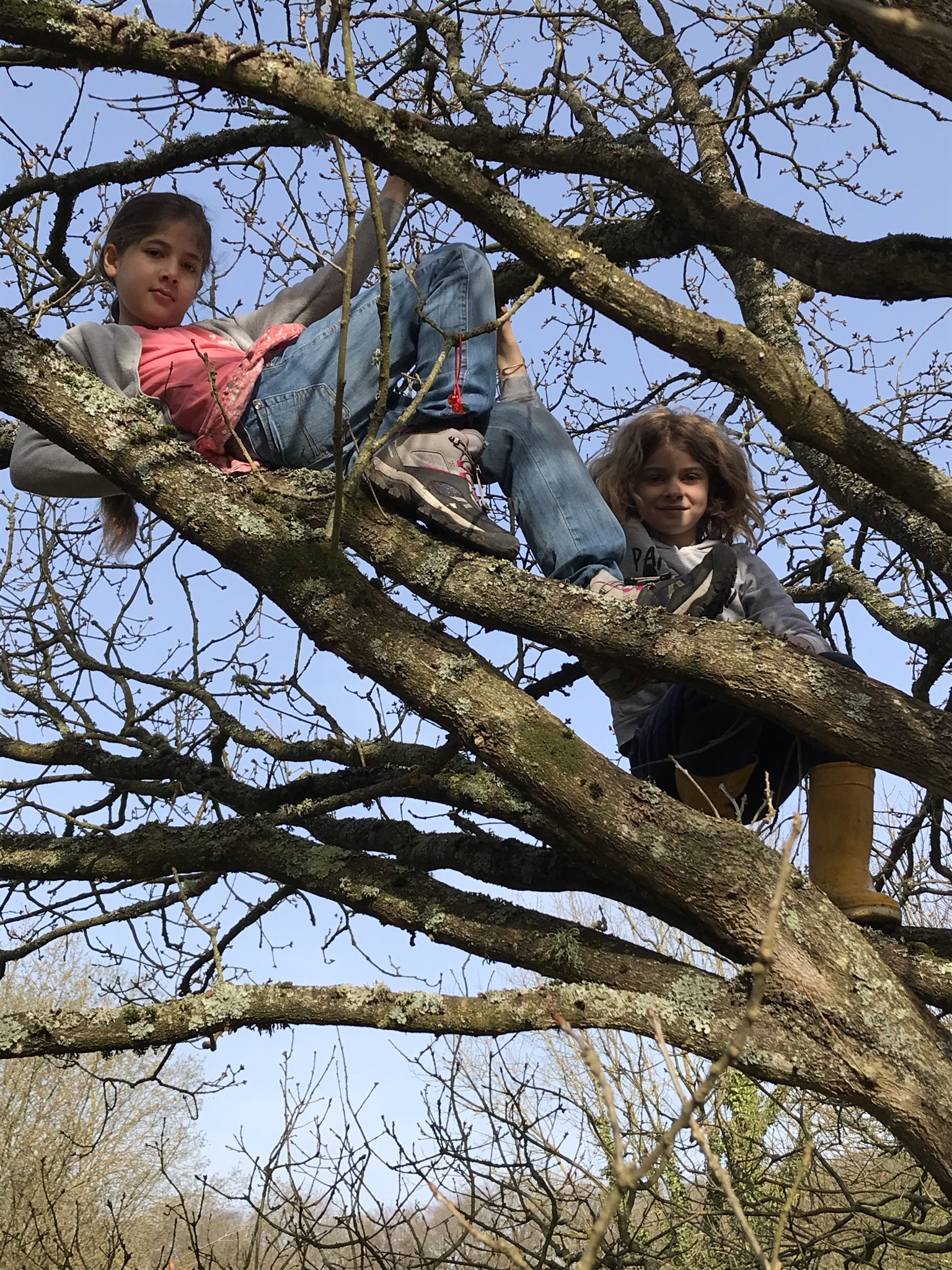 1Grimpe dans un arbre