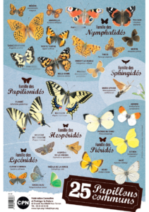 Affiche 25 papillons communs