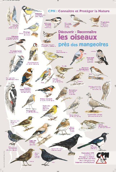 Affiche CPN « Les oiseaux près des mangeoires »