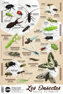 Affiche CPN « Les insectes, quelle diversité ! »