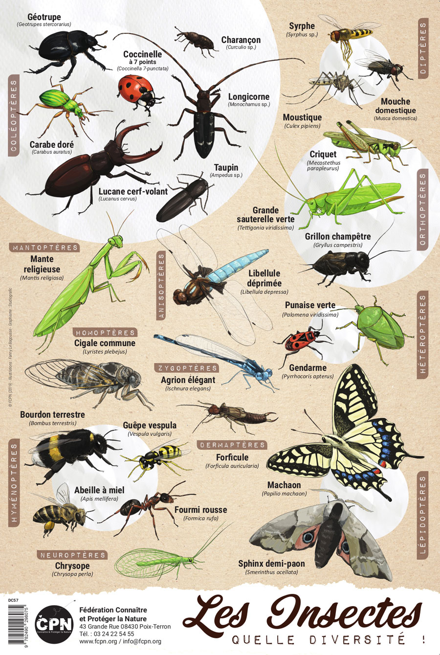 Affiche CPN « Les insectes, quelle diversité ! »