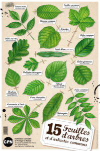 Affiche CPN « 15 feuilles d’arbres et d’arbustes communs »