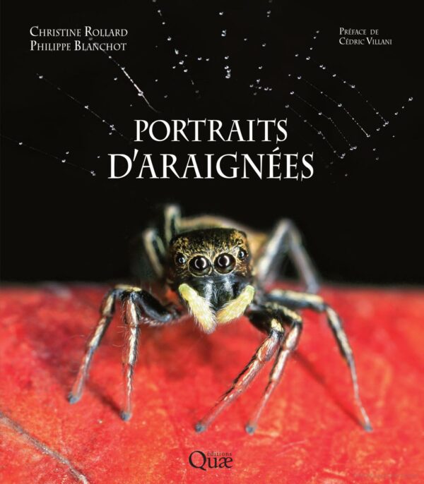 Portraits d'araignees