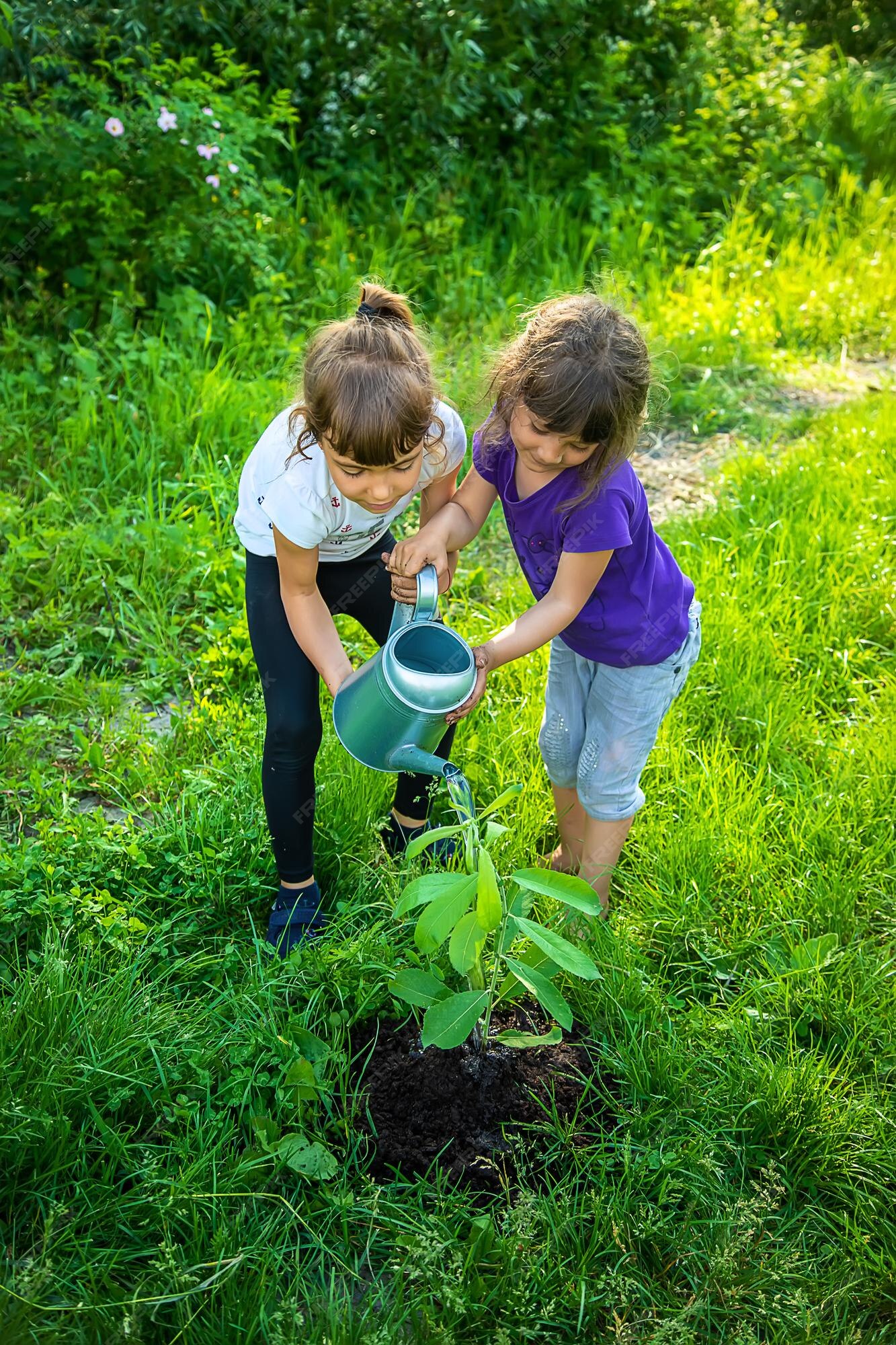 18Plante un arbre