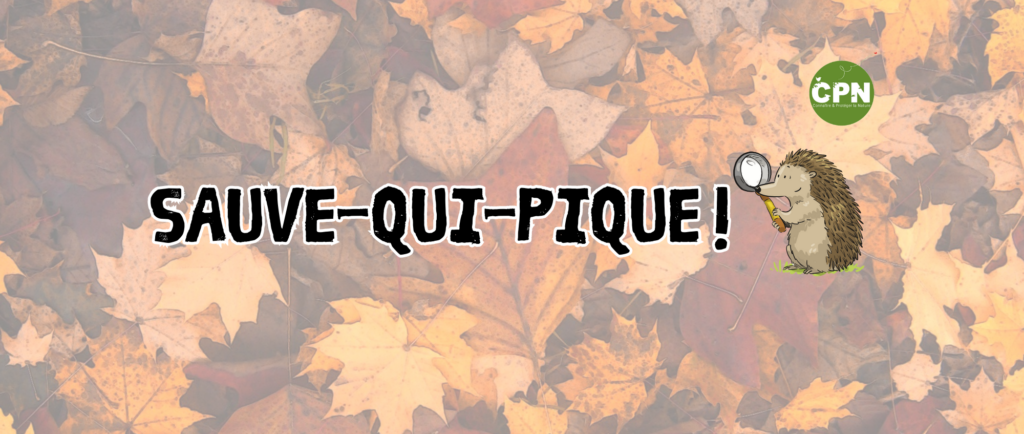sauve qui pique (3)