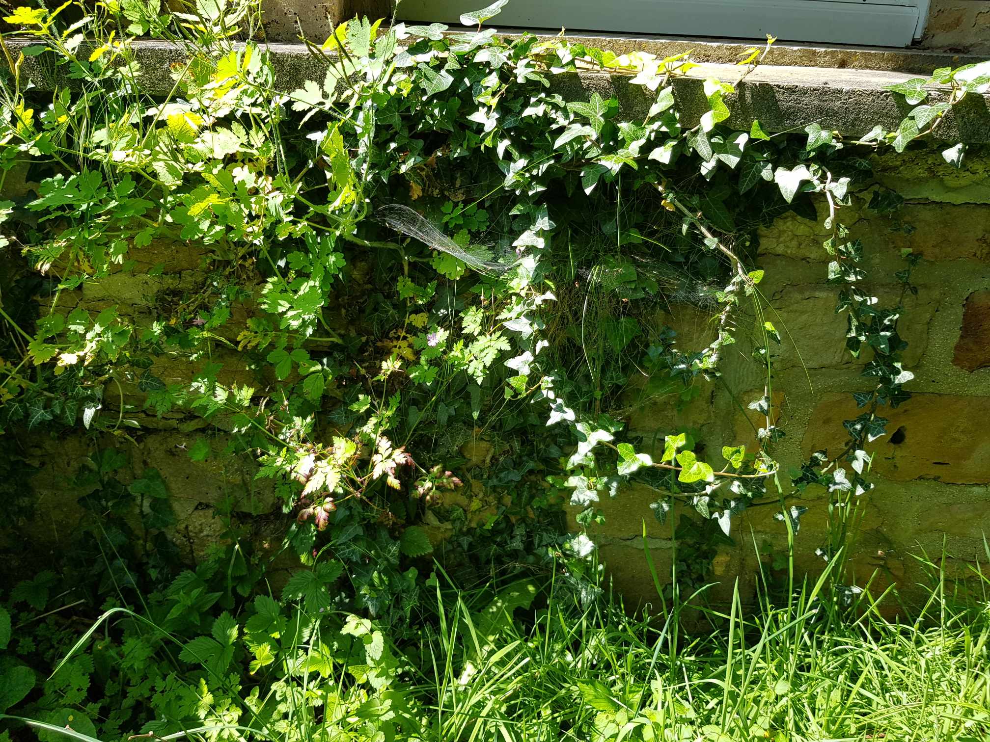 31 Mesure un indice de biodiversité murale