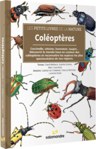 Coléoptères