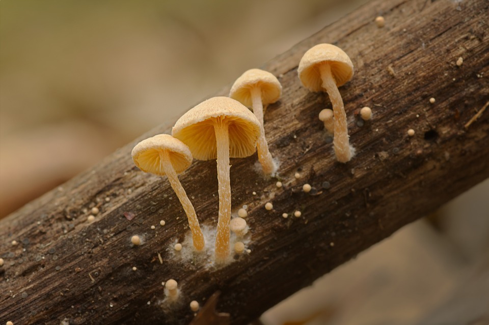 35Vive les champignons