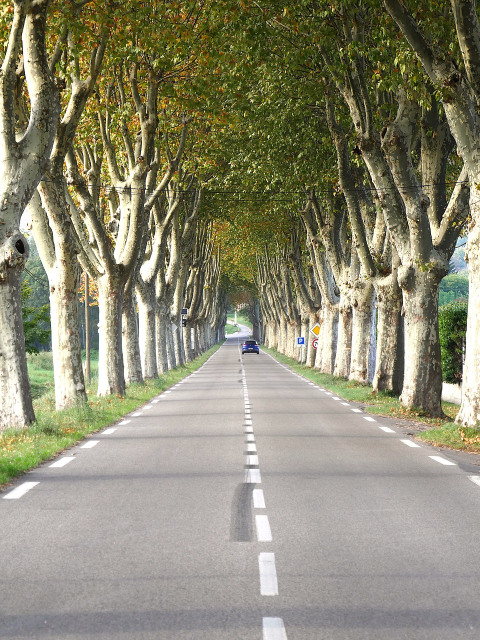 134 - Le platane se pavane