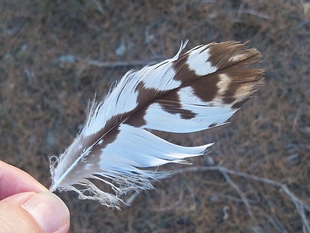 40Collection de plumes