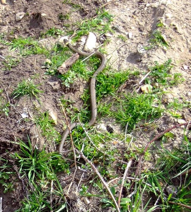 42Installe une plaque à serpents