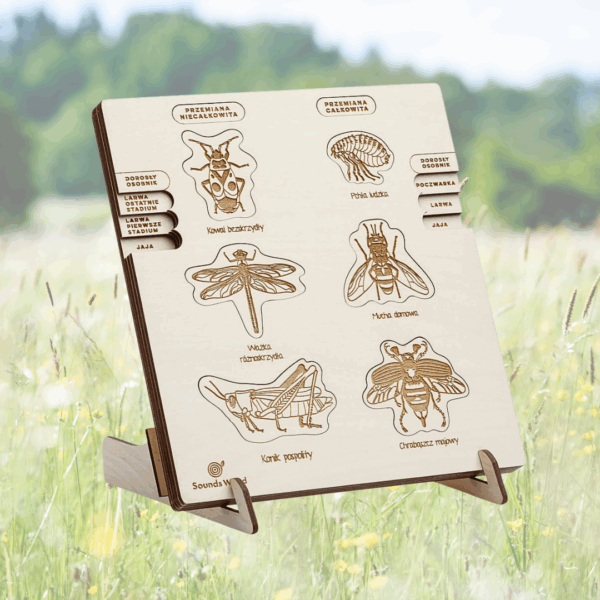 Puzzle - Cycle de vie des insectes 2