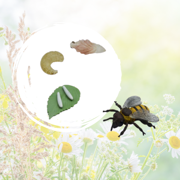 cycle de vie abeille