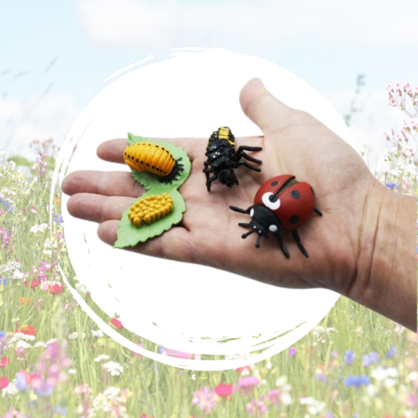 cycle de vie coccinelle