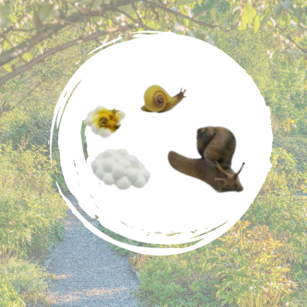cycle de vie escargot