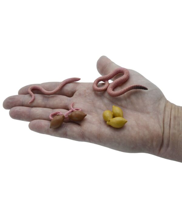 MAEQ10 figurines-cycle-de-vie-du-lombric