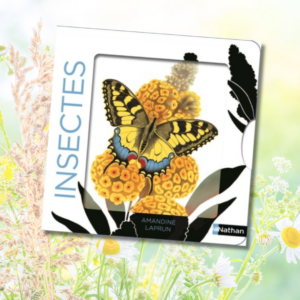 Imagier Insectes