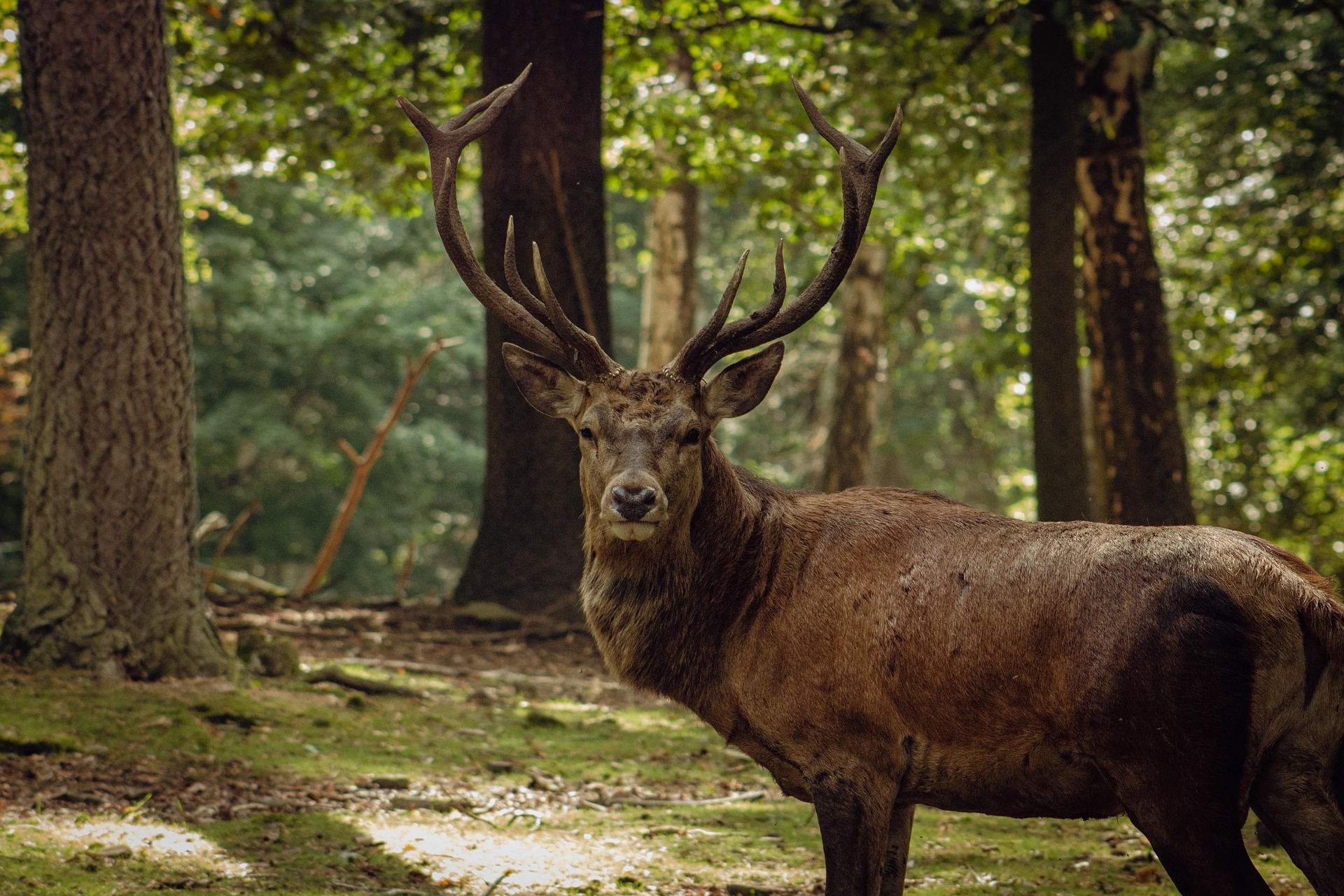 155-Sa majesté, le Cerf élaphe